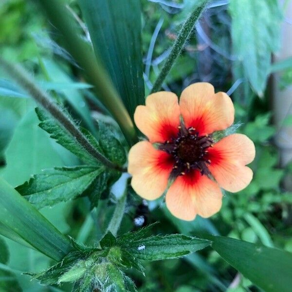 Potentilla nepalensis 花