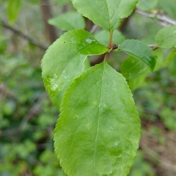 Celastrus orbiculatus Leaf