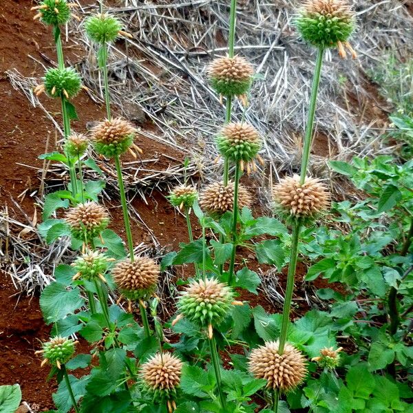 Leonotis nepetifolia ᱛᱟᱦᱮᱸ