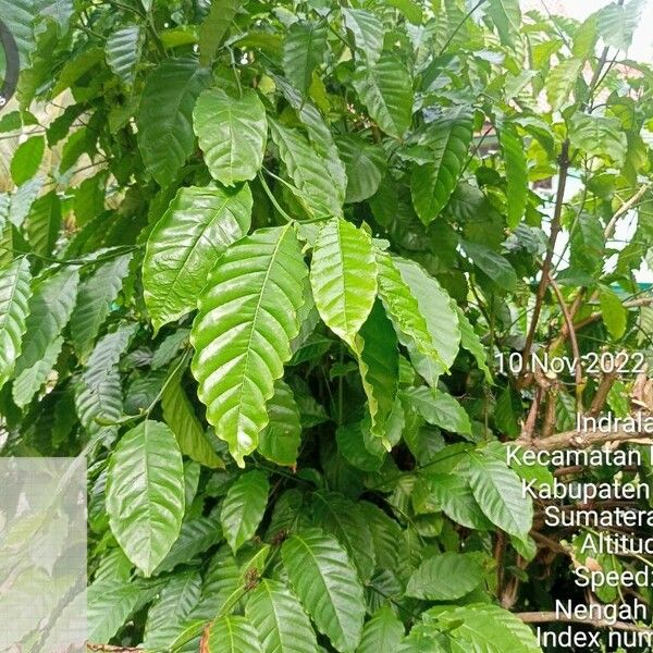 Coffea arabica Ovoce