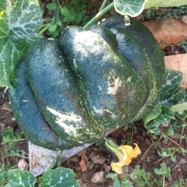 Cucurbita moschata 果實