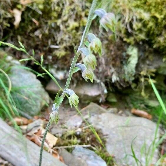 Epipactis microphylla Habit