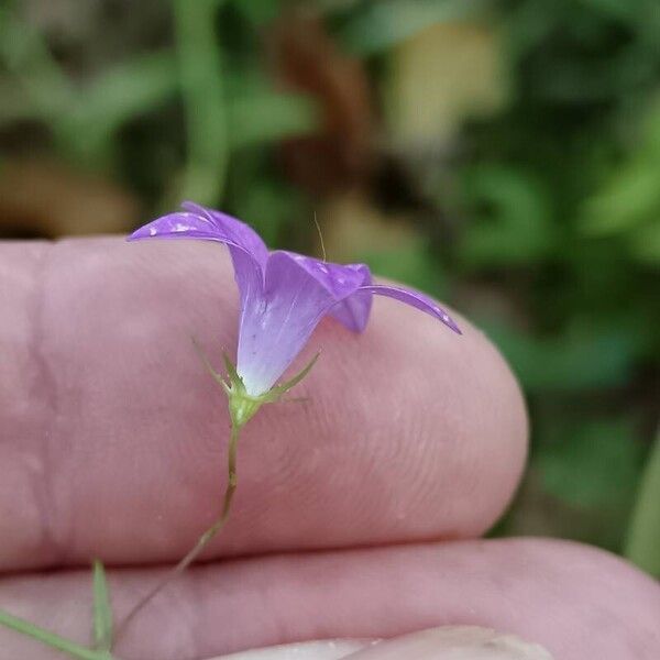 Campanula patula Flor