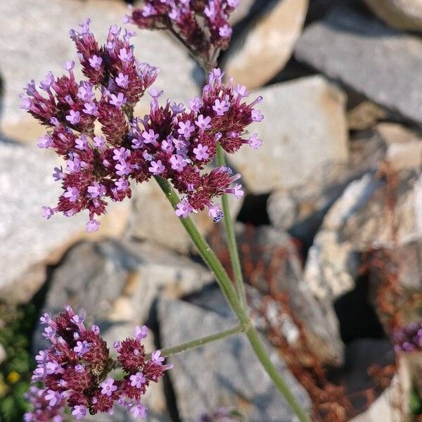 Verbena bonariensis Цветок