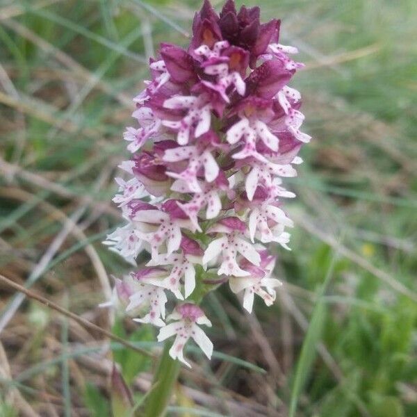 Neotinea ustulata Flower