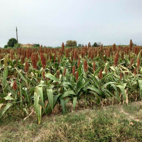 Sorghum bicolor Habit