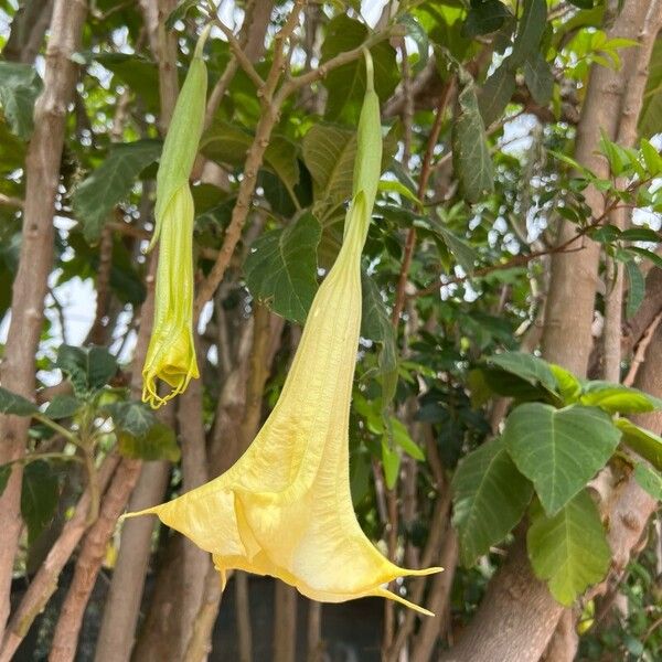 Brugmansia × candida Virág