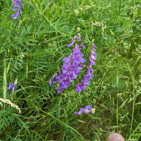 Vicia tenuifolia പുഷ്പം