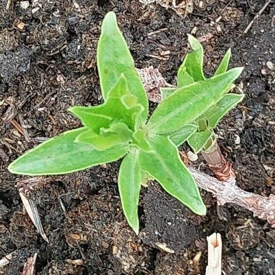 Rubia tinctorum Blad