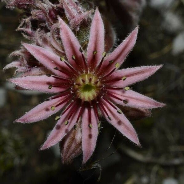 Sempervivum tectorum Цвят