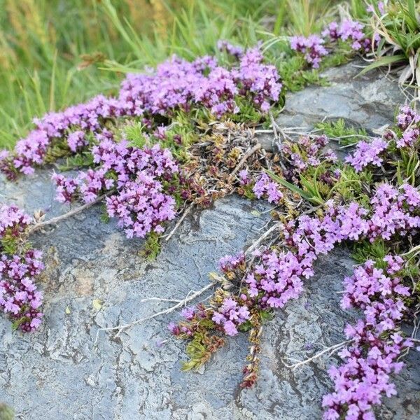 Thymus nervosus Õis