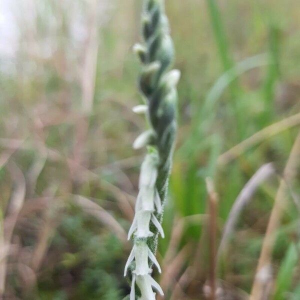 Spiranthes spiralis Květ