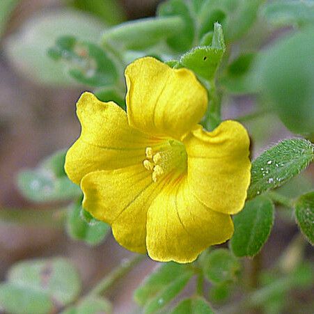 Oxalis frutescens Kvet