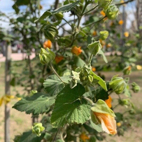 Abutilon grandifolium Folha