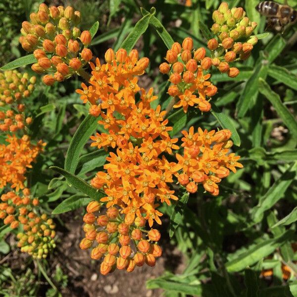 Asclepias tuberosa Flor