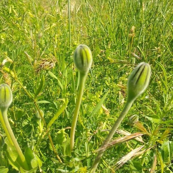 Urospermum dalechampii Flower