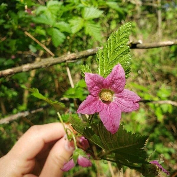 Rubus spectabilis 花