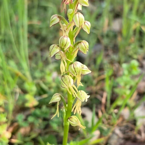 Orchis anthropophora പുഷ്പം