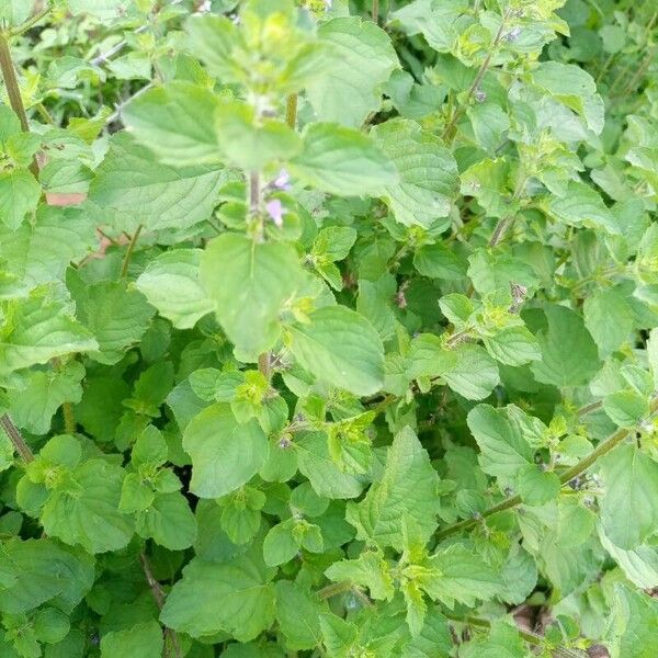 Mesosphaerum suaveolens Blad