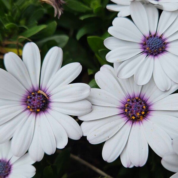 Dimorphotheca pluvialis Flower