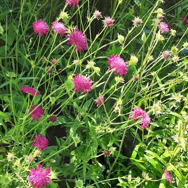 Knautia macedonica Habitus