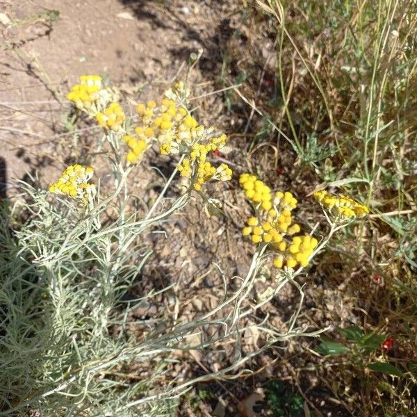 Helichrysum italicum Blüte