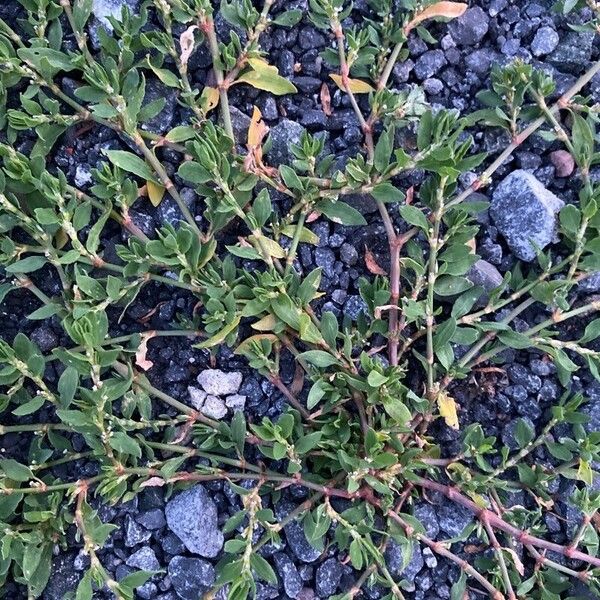 Polygonum arenastrum Leaf