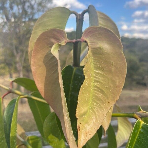 Garcinia mangostana Folla