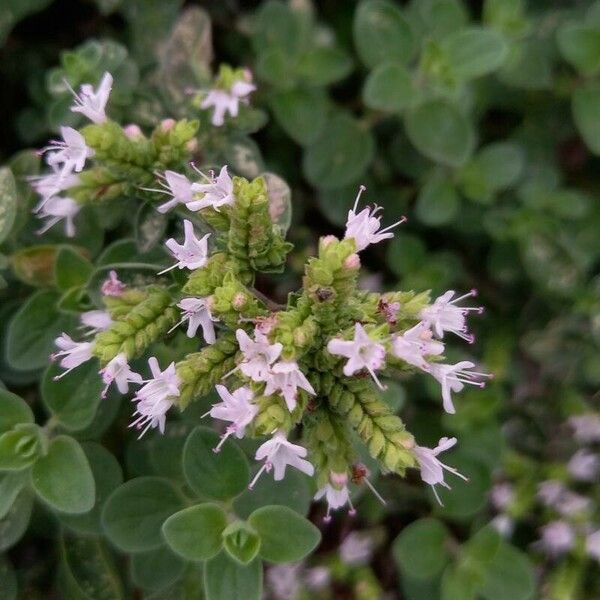 Origanum majorana പുഷ്പം