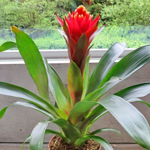 Guzmania lingulata Habit