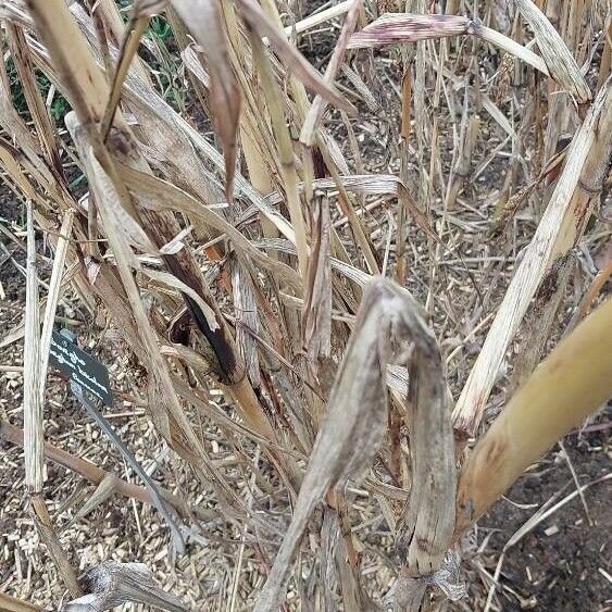 Sorghum bicolor Frunză