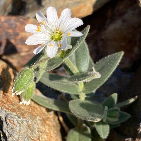 Cerastium latifolium Blüte