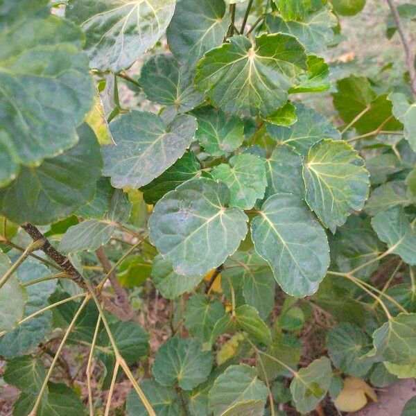 Polyscias balfouriana Leaf