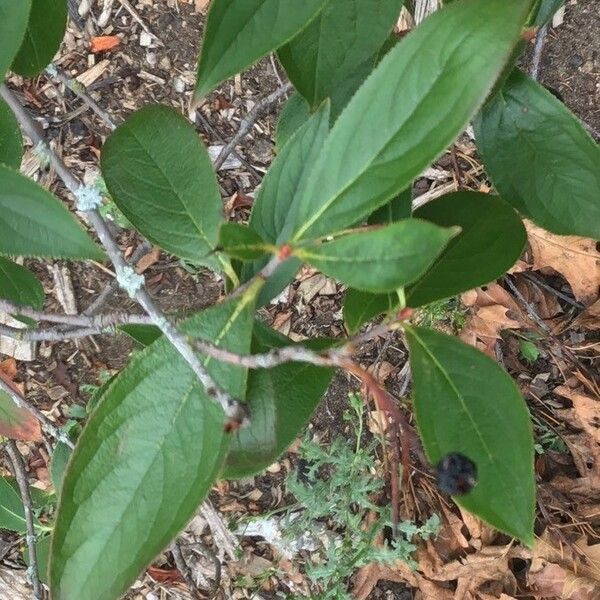 Aronia melanocarpa Συνήθη χαρακτηριστικά