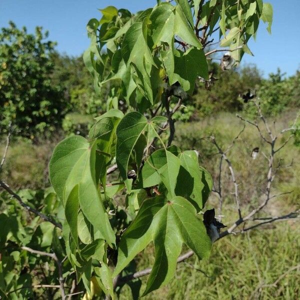 Gossypium hirsutum Fuelha