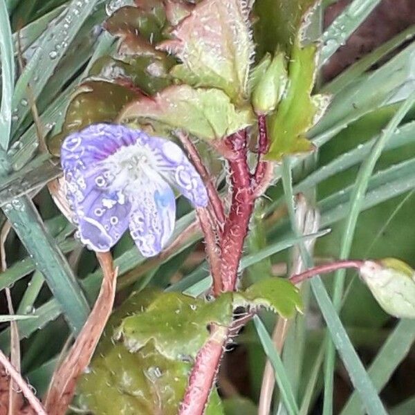 Veronica persica Blomst