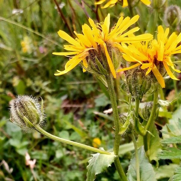 Crepis pyrenaica Кора