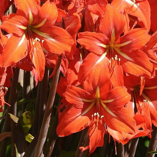 Hippeastrum reginae Кветка