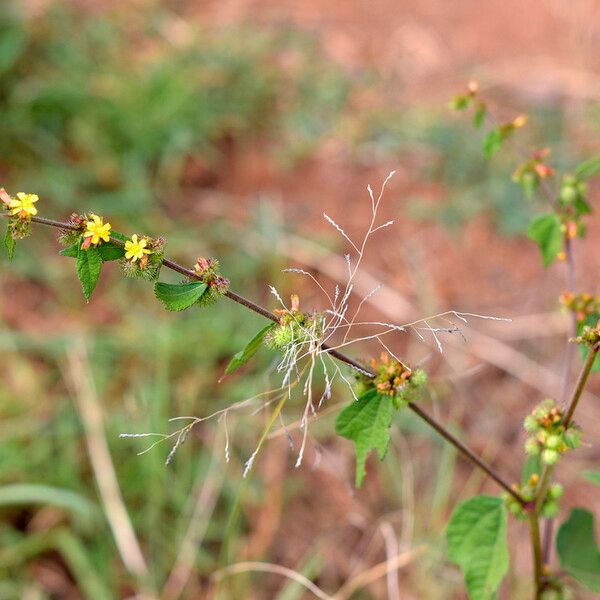 Triumfetta rhomboidea फूल