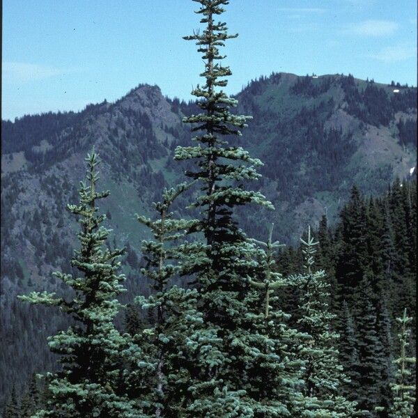 Abies lasiocarpa Pokrój