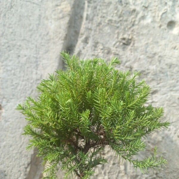 Juniperus chinensis List