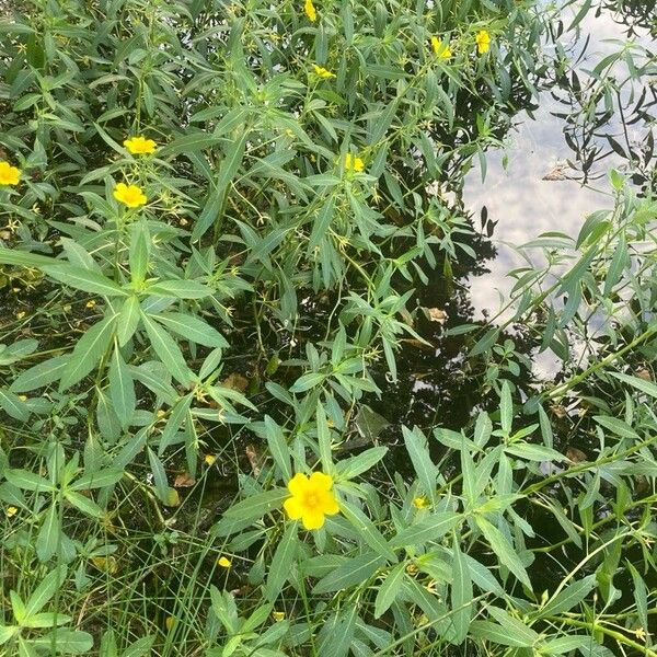 Ludwigia grandiflora Habit