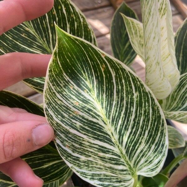 Goeppertia elliptica Leaf