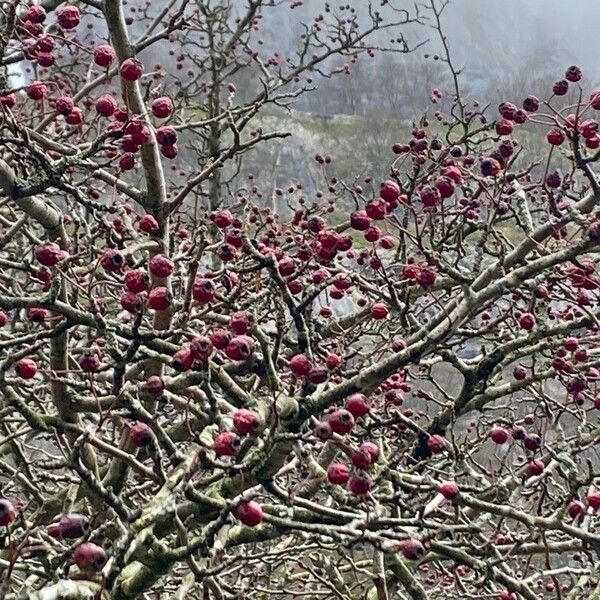 Crataegus laciniata Fruit