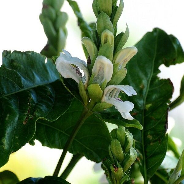 Chelone glabra Habit