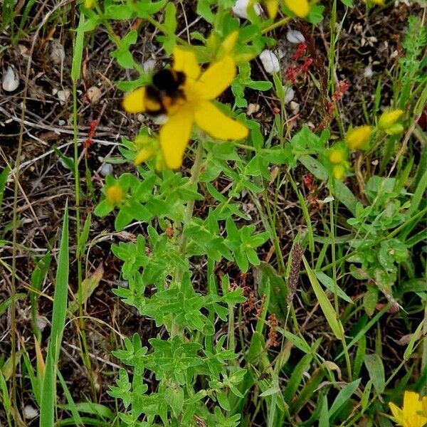 Hypericum perfoliatum ശീലം