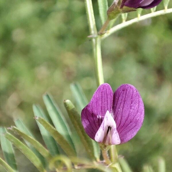 Vicia peregrina 花