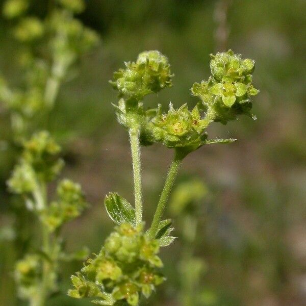 Alchemilla saxatilis Blüte