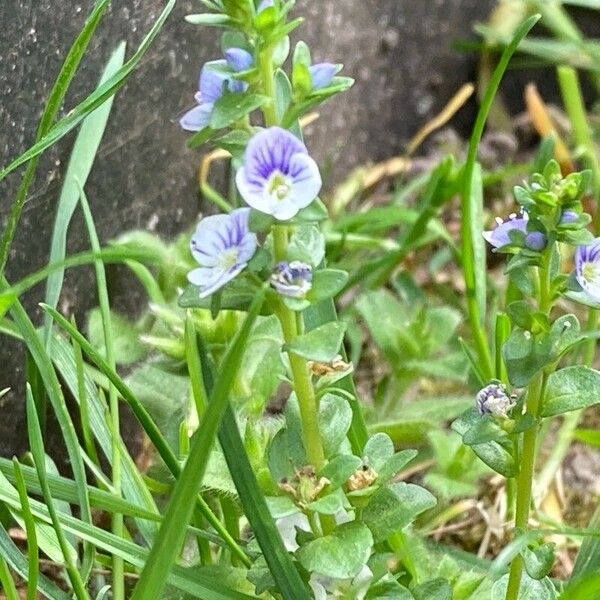 Veronica verna Flower