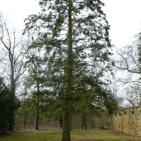 Abies concolor 整株植物